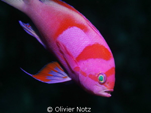 Neon Fairy Basslet - Pseudanthias Pleurotaenia 
These fi... by Olivier Notz 
